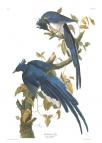 Black-throated Magpie-Jay